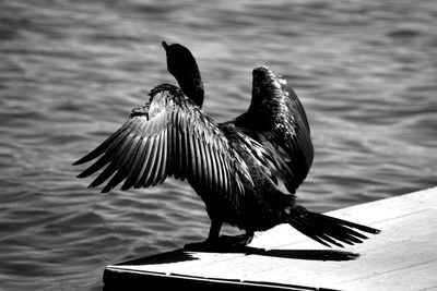 Close-up of bird flying over water