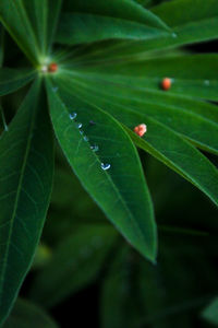 Close-up of water drops on leaves