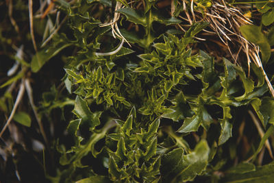 Close-up of fresh green plants