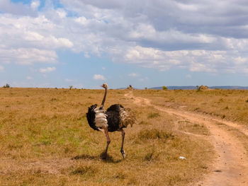 View of an ostrich on field