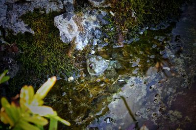 High angle view of plants growing on rocks