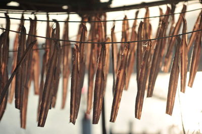 Close-up of dried food hanging on clothesline