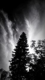 Low angle view of trees in forest