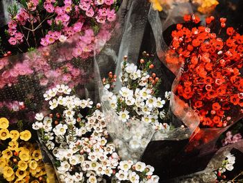 High angle view of flowering plants in water