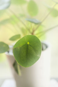 Close-up of fresh green leaves