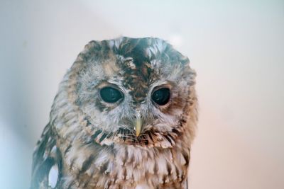 Close-up portrait of owl