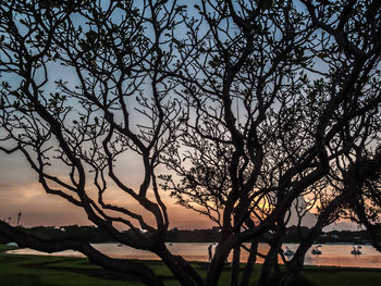 Silhouette bare tree against sky during sunset