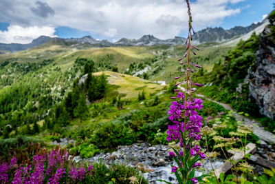 Purple flowering plants by mountains against sky