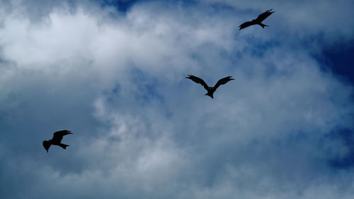 Low angle view of silhouette bird flying in sky