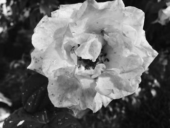 Close-up of flower