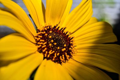 Close-up of yellow flower