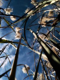 Low angle view of flower tree against sky