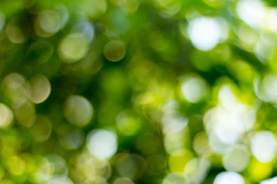 Defocused image of plants