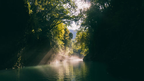 Sunlight streaming through trees by river in forest