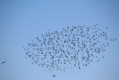 Flock of birds flying against clear blue sky