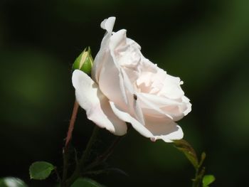 Close-up of white roses blooming outdoors