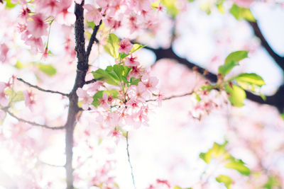 Close-up of pink flowers blooming in field