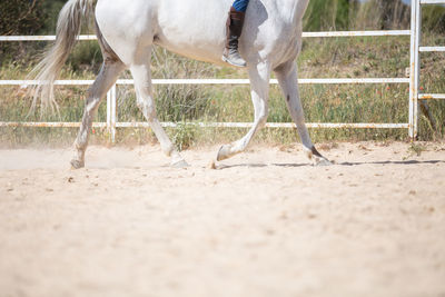 Unrecognizable male riding white horse on sandy ground of enclosure on sunny day on farm