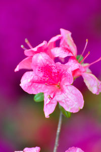 Close-up of pink flower blooming outdoors