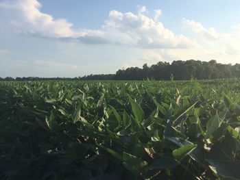 Scenic view of field against cloudy sky