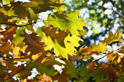 Low angle view of maple leaves on tree