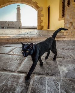 Black dog standing against building