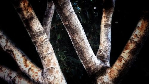 Close-up of tree trunk