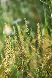 Close-up of crop growing on field