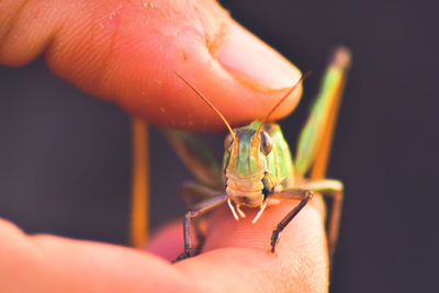 Close-up of person holding stick