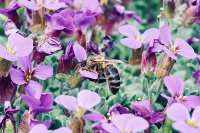 Close-up of bee pollinating on pink flower