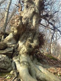 Low angle view of bare tree in forest