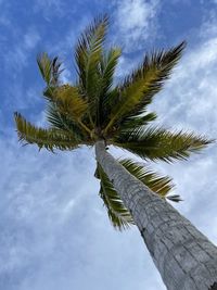 Low angle view of palm tree against sky