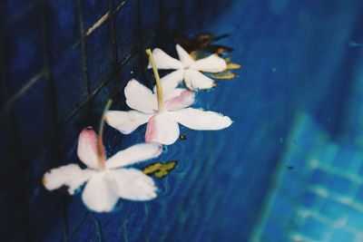 High angle view of frangipani blooming outdoors
