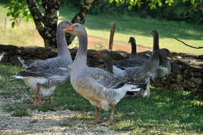 Pigeons on a field