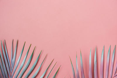 Close-up of pink flowers against colored background