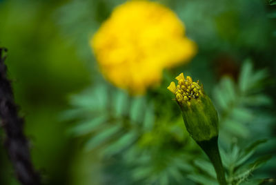 Close-up of yellow flowering plant