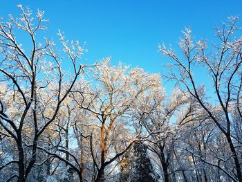 Low angle view of bare trees against blue sky