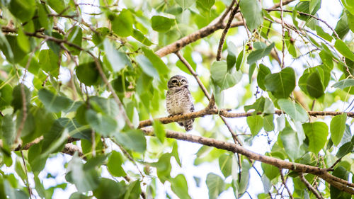 Low angle view of bird perching on tree