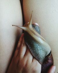 Close-up of snail on hand and lap