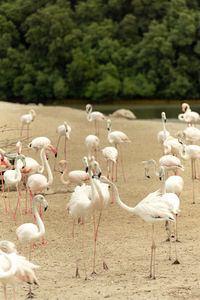 Flamingoes in ras al khor wildlife sanctuary, ramsar site, flamingo hide2, dubai, uae