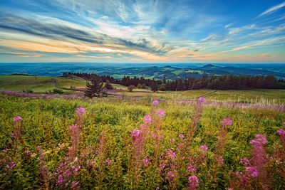 Scenic view of flowering plants on field against sky