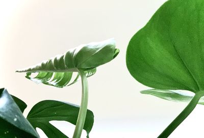 Close-up of green leaves on white background