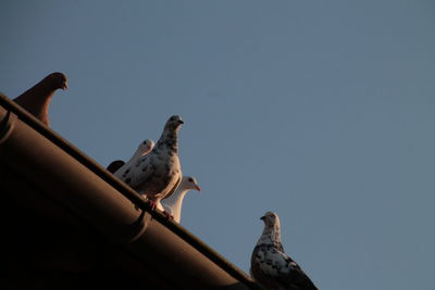 Low angle view of birds perching on roof against clear sky