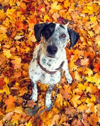 High angle portrait of dog standing on autumn leaves