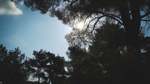 Low angle view of silhouette trees against sky