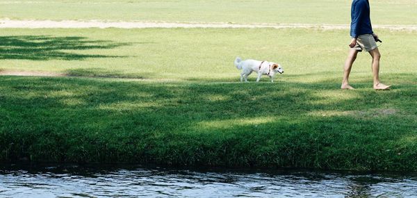 Low section of woman with dog on grass