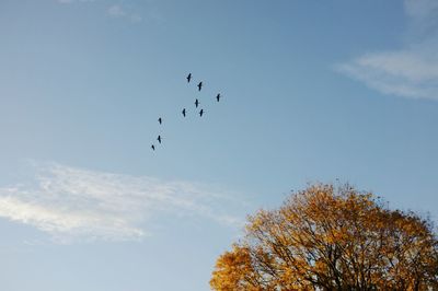 Low angle view of birds flying in sky