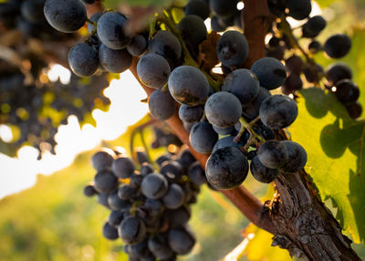 Close-up of grapes growing in vineyard