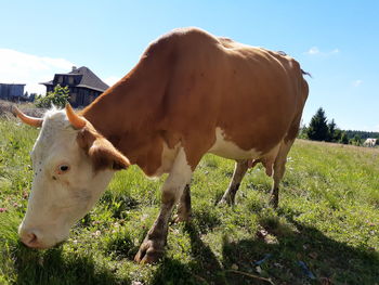 Cows on field against sky