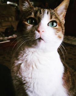 Close-up portrait of a cat at home